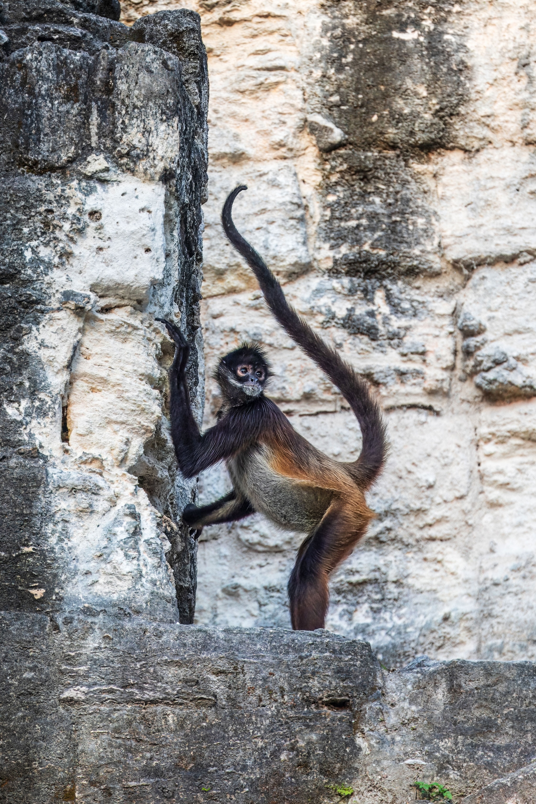 A spider monkey in the jungle of El Petén.