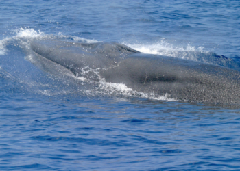 Endangered Whales in Gulf of Mexico Lose Protection