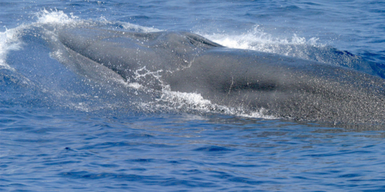 Endangered Whales in Gulf of Mexico Lose Protection