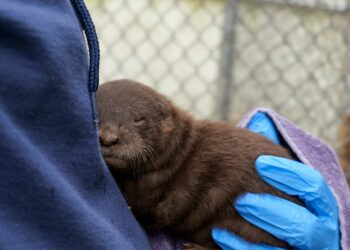 North American river otter pups born at Seneca Park Zoo for the first time