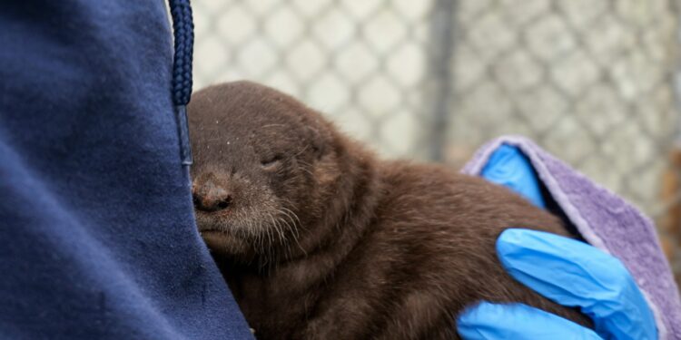 North American river otter pups born at Seneca Park Zoo for the first time