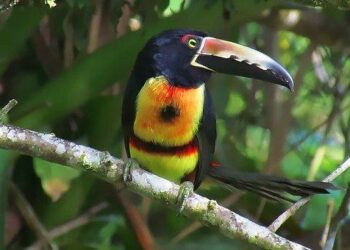 Birdwatching In Costa Rica: A Paradise For Avian Enthusiasts