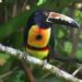 Birdwatching In Costa Rica: A Paradise For Avian Enthusiasts