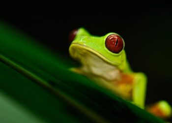 Amphibian Declines Increase Malaria In Costa Rica And Panama