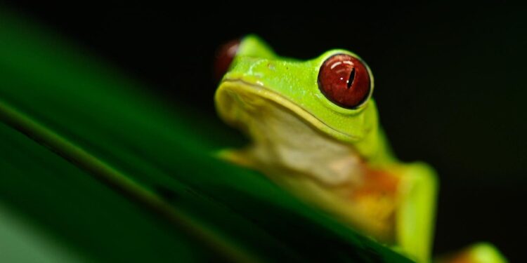 Amphibian Declines Increase Malaria In Costa Rica And Panama