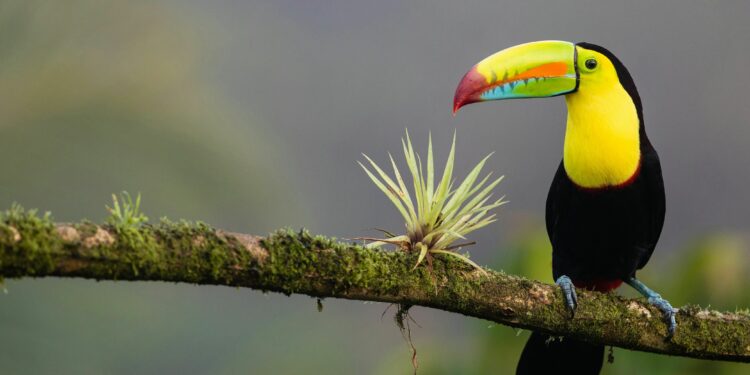 Toucan in Costa Rica. Credit: Zdeněk Macháček