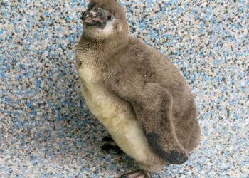 Chile is name of Lincoln zoo's Humboldt penguin chick