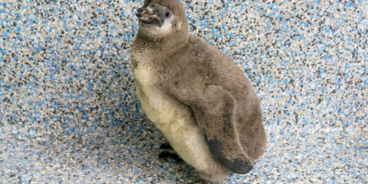 Chile is name of Lincoln zoo's Humboldt penguin chick