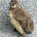 Chile is name of Lincoln zoo's Humboldt penguin chick