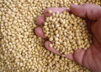 Despite Slow Start, Big Soybean Crop Coming in Brazil | AG