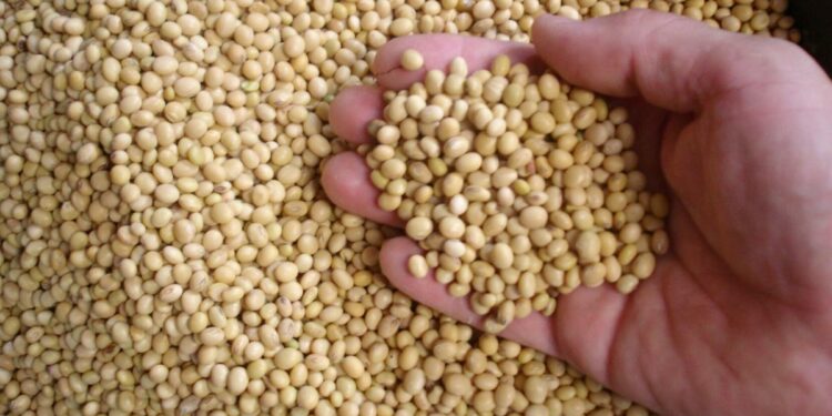 Despite Slow Start, Big Soybean Crop Coming in Brazil | AG