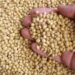 Despite Slow Start, Big Soybean Crop Coming in Brazil | AG