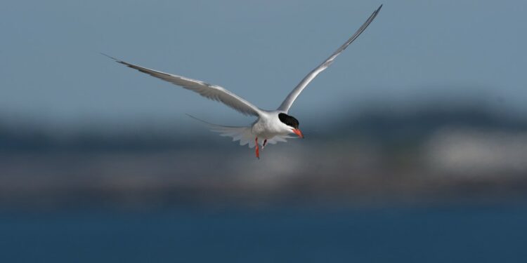 Migratory Birds that Fly between Canada and South America Face Highest Risk, per New Audubon Study
