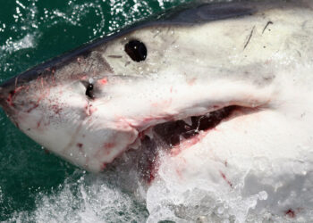 Possible shark attack injures 2 American tourists, victims airlifted