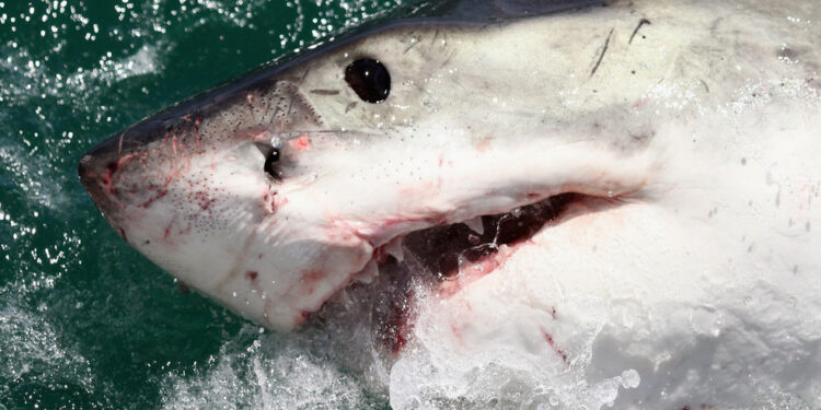 Possible shark attack injures 2 American tourists, victims airlifted