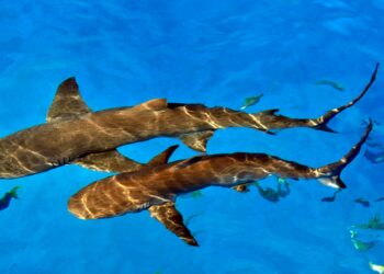 Shark attack injures 2 American women, one seriously, in the Bahamas