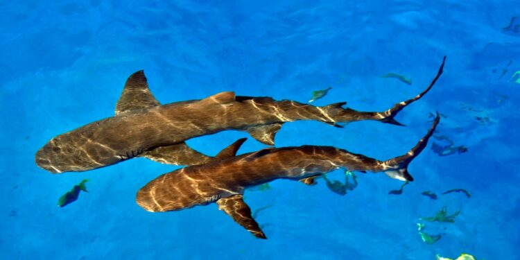 Shark attack injures 2 American women, one seriously, in the Bahamas