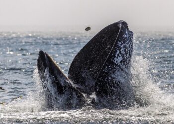 The Likely Reason A Whale 'Swallowed' A Kayaker In That Wild Viral Video