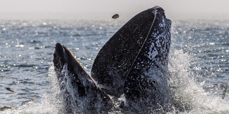 The Likely Reason A Whale 'Swallowed' A Kayaker In That Wild Viral Video