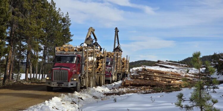 Trump Says US Doesn’t Need Canada’s Timber, And Wyoming’s Lumber Industry Agrees