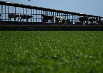 Trump wants Europe to buy food from America but Brazil could be a problem – Firstpost