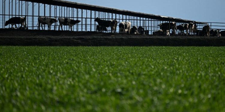 Trump wants Europe to buy food from America but Brazil could be a problem – Firstpost