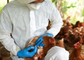 Uruguay declara alerta sanitaria por gripe aviar tras brote en Argentina – La Verdad Noticias