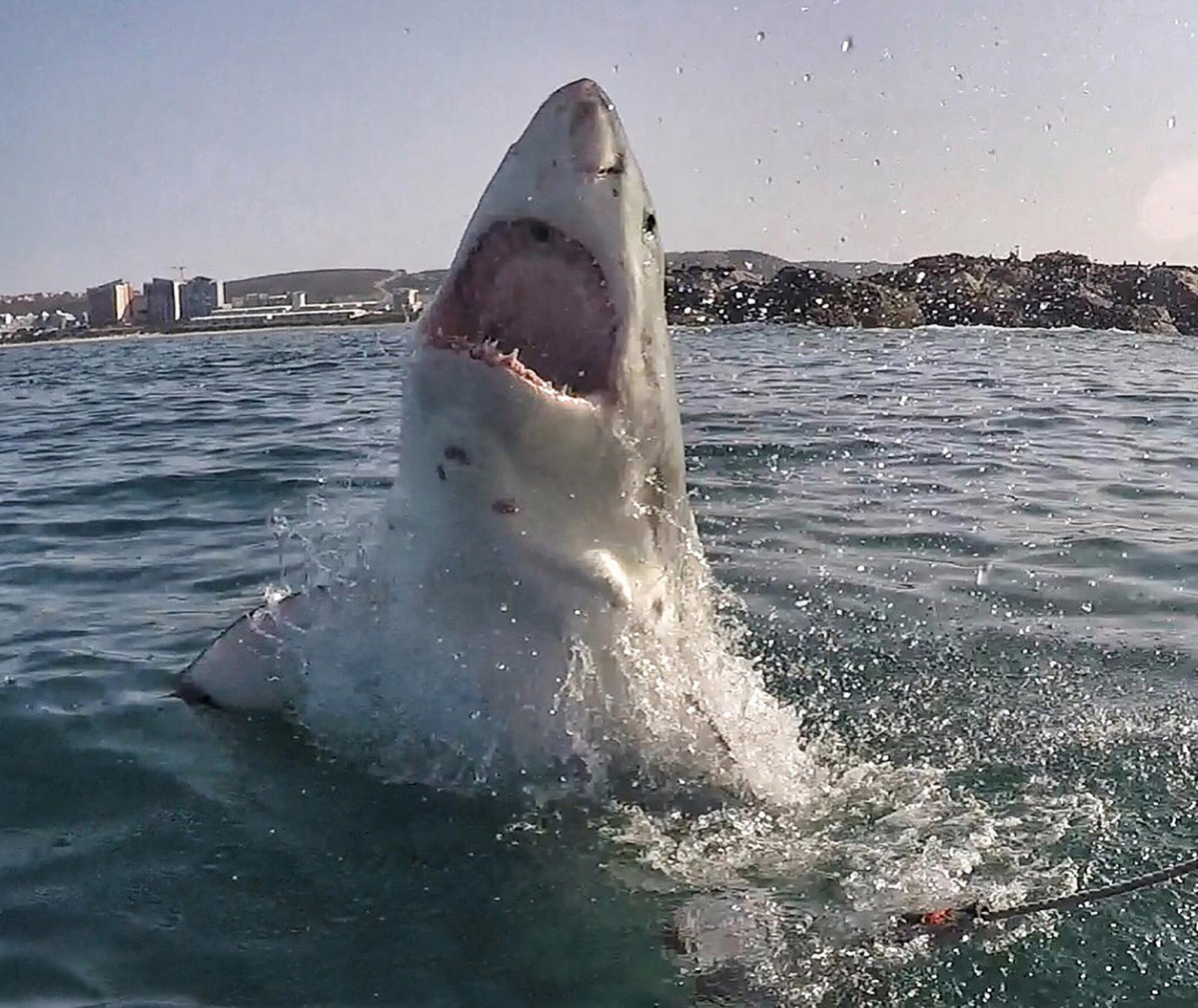 Local Authorities' Analysis of shark behavior