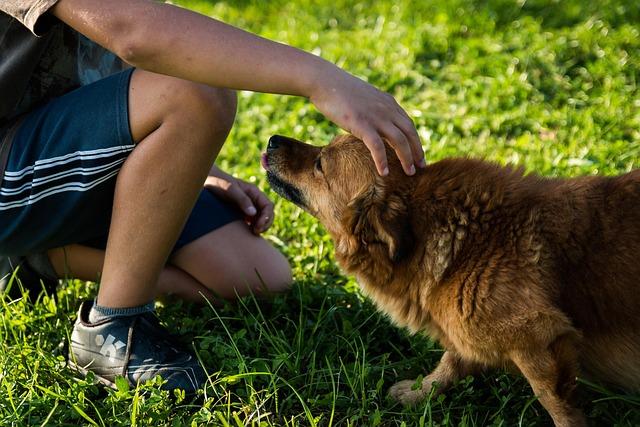 Community Response: How Pet ⁣Owners and Advocates Can Navigate the‌ New Landscape