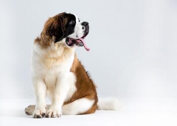 St. Kitts And Nevis Celebrates 20-Year Partnership With American Airlines – The St. Kitts-Nevis Observer