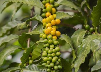 How Important Are Guatemala and the U.S. to Each Other? – Inter-American Dialogue