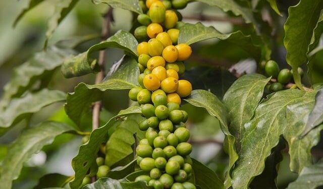 How Important Are Guatemala and the U.S. to Each Other? – Inter-American Dialogue