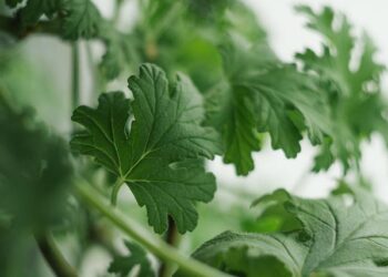 International Medicine division reaches out with Guyana medical mission – VUMC Reporter