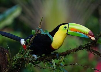 Preview: Costa Rica vs. Guadeloupe – prediction, team news, lineups – Sports Mole