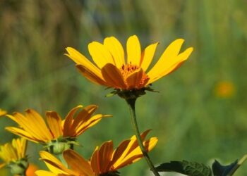 Biden’s first presidential visit to South America comes too late and with China gaining momentum – Atlantic Council