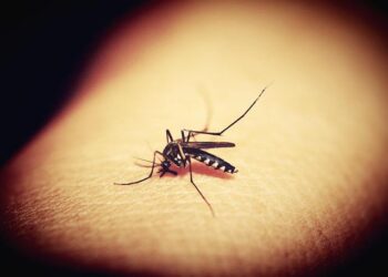 Dengue worldwide overview – European Union