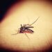 Dengue worldwide overview – European Union