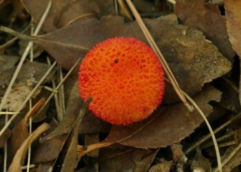 BOL joins forces with Montserrat providing unique uniforms for their promising journey – Bolavip US