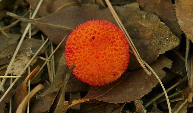 BOL joins forces with Montserrat providing unique uniforms for their promising journey – Bolavip US