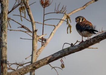 American Airlines Is Adding More British Virgin Islands Flights – Caribbean Journal