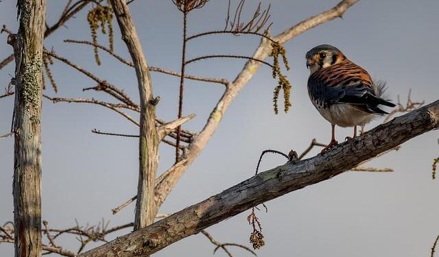 American Airlines Is Adding More British Virgin Islands Flights – Caribbean Journal