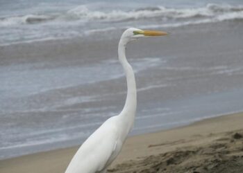 The Great Legacy of Paolo Guerrero in the Peru National Team – copaamerica.com