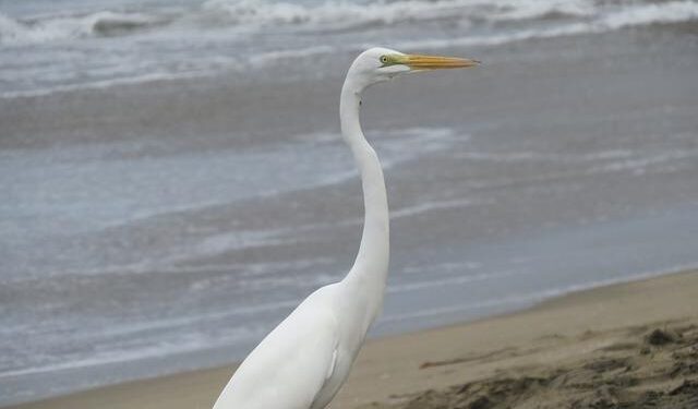 The Great Legacy of Paolo Guerrero in the Peru National Team – copaamerica.com