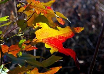 DEA Phoenix, Phoenix Police Department, and the Arizona Attorney General’s Office Disrupt Major Transnational Criminal Organization Operating in the United States and Mexico – DEA