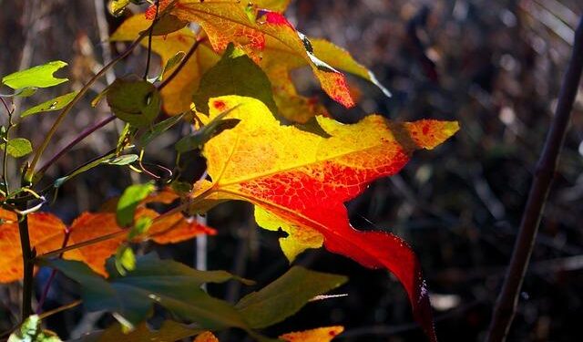 DEA Phoenix, Phoenix Police Department, and the Arizona Attorney General’s Office Disrupt Major Transnational Criminal Organization Operating in the United States and Mexico – DEA