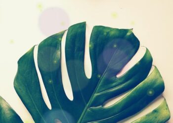 Montserrat, Dominica, Saba, Saint Kitts, Saint Vincent, Grenada, Anguilla, Bonaire, Bermuda, Sint Maarten Attract Travelers As Caribbean Tourism Sector Grows: New Updates You Need to Know – Travel And Tour World