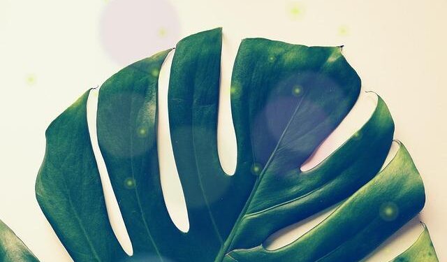 Montserrat, Dominica, Saba, Saint Kitts, Saint Vincent, Grenada, Anguilla, Bonaire, Bermuda, Sint Maarten Attract Travelers As Caribbean Tourism Sector Grows: New Updates You Need to Know – Travel And Tour World