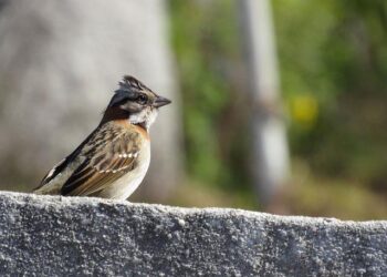 Why Costa Ricans Call Themselves Ticos and Americans Gringos – The Tico Times