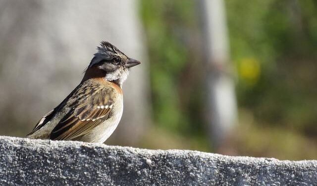 Why Costa Ricans Call Themselves Ticos and Americans Gringos – The Tico Times