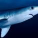 Shark attack injures 2 American women, one seriously, in the Bahamas – CBS News